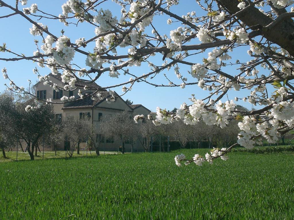 Bed and Breakfast I Ciliegi à Osimo Extérieur photo