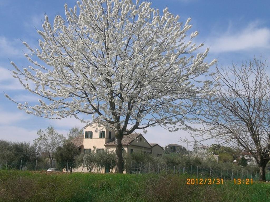 Bed and Breakfast I Ciliegi à Osimo Extérieur photo